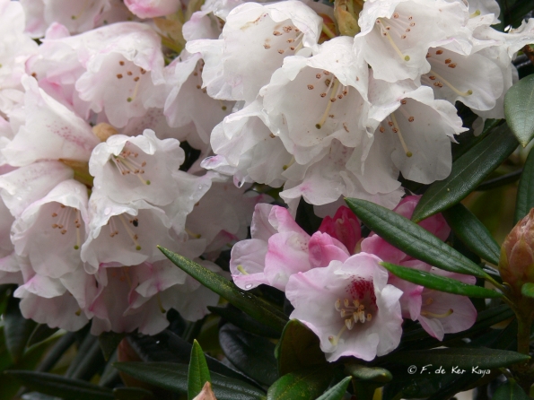 Bois des Moutiers (5) Mai 2012